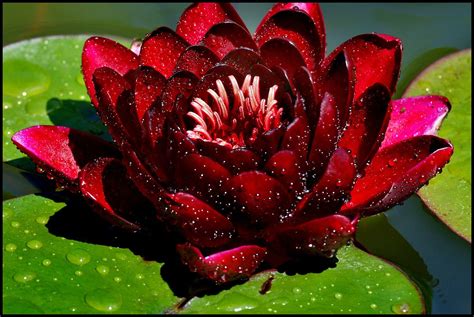 Deep Red Water Lily July 09 Tom Saunders Flickr