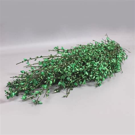 GENISTA DYED GREEN 200gm Wholesale Dutch Flowers Florist Supplies