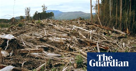 Labor Push For Publicly Owned Plantations To End Native Forest Logging