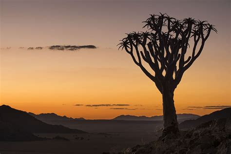 Hd Wallpaper Sunset Quiver Tree Namibia Africa Nature Landscape