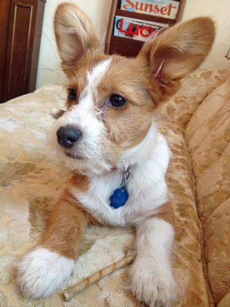 The corgi basset is a mix between a welsh corgi and a basset hound. Louie the Maltese/Corgi Mix. Look at those Corgi ears ...