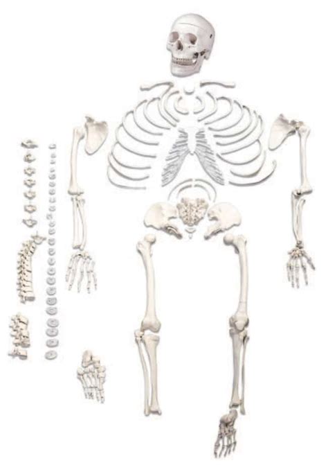 Walter Products Full Size Disarticulated Skeleton Model Bones