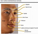 Surface Anatomy Of Face