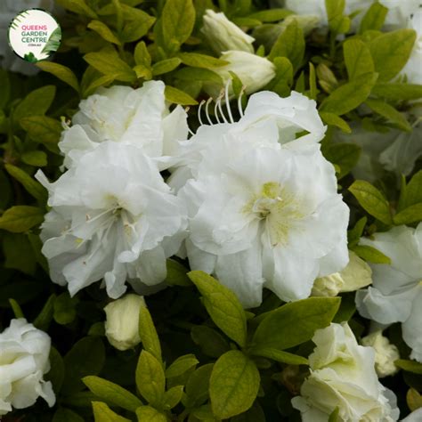 Buy Azalea Indica Alba Magnifica Online In Australia Queens Garden