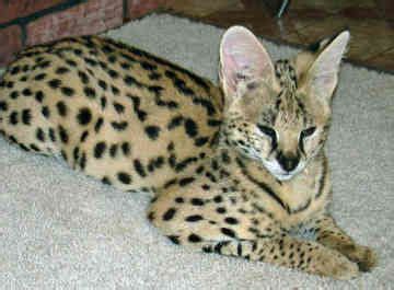 Why buy a bengal kitten for sale if you can adopt and save a life? African Serval Cat | African Serval Cat | LOOK AT HIM OMG ...