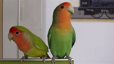 African Lovebirds Male And Female