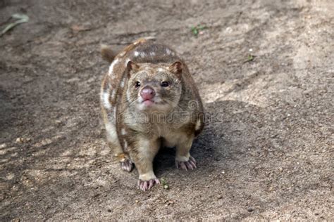 A Spotted Quoll Stock Image Image Of Carnivore White 135452445