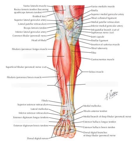 Leg Muscles Diagram Anterior 2 Muscles Of The Thigh Simplemed