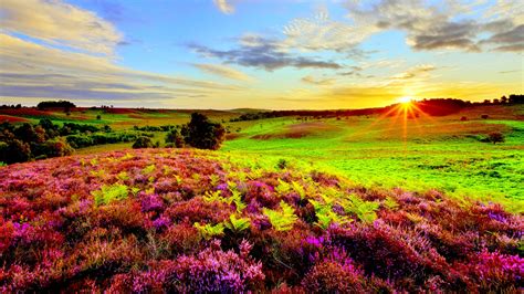 Nature Purple Flowers Green Grass Meadow With Sun Rays Sunrise