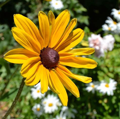 Yellow Black Eyed Susan Flower Photograph By P S