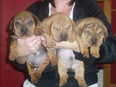 We provide a complete guide for the breed. Ba-Shar puppies at 6 weeks old (Basset Hound / Chinese Shar-Pei Hybrids) | Hybrid dogs, Wrinkly dog