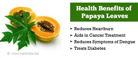 Health Benefits Of Papaya Leaves