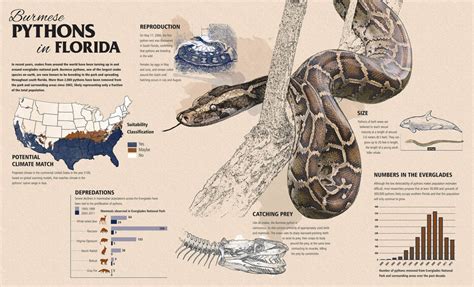 Burmese Python An Invasive Species Exposed Hubpages