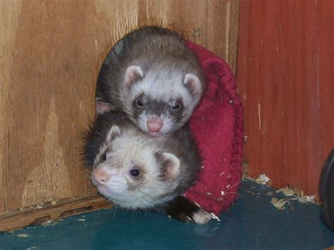 Our Ferrets | The Hants and Berks Ferret Club