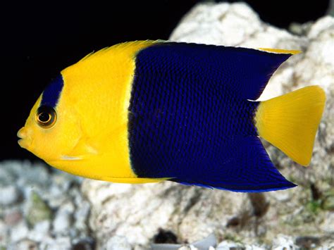 Darrylt Bi Color Angel Fish
