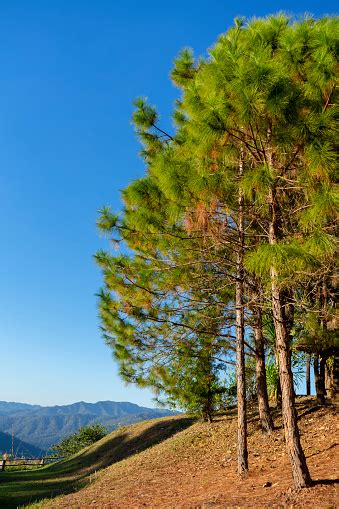 Pinus Kesiya Pine Tree With Sky Background Stock Photo Download Image