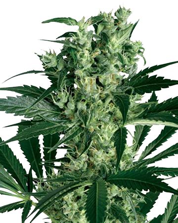 Critical mass is a blend between two classic strains, afghani indica and skunk #1. CBD Critical Mass Medical Feminized Cannabis Seeds - Buy ...