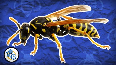 A wasp nest is annual. Why Do Wasps Attack? - Reactions Q&A - YouTube