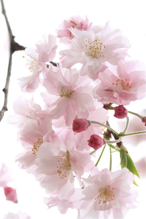 ～Memory of Cherry blossom in Japan,2015～ | Cherry blossom japan, Blossom, Cherry blossom