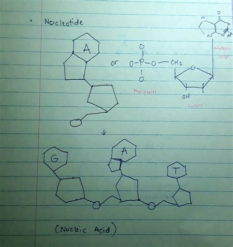 Solved Draw The Monomers For Carbohydrates Lipids Triglyceride