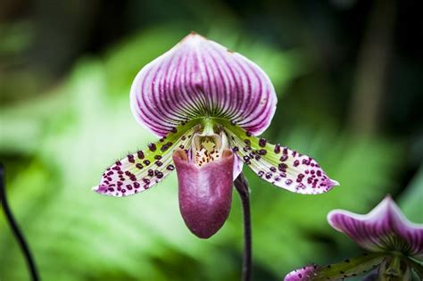 15 Amazing Facts About Orchids The Plant Guide