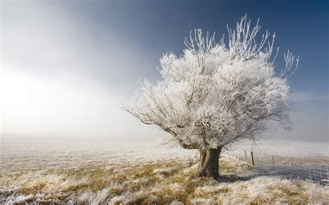 壁纸 孤独的树，草，围栏，雪，冬天 1920x1200 Hd 高清壁纸 图片 照片