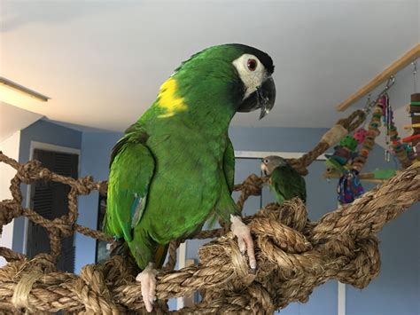 Magic The Mini Macaw Checking In For The Macaw Militia Parrots