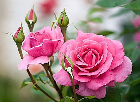 Beautiful rose flowers wallpaper beautiful rose flowers beautiful rose photos. 457 best images about Natural Scenery &Beautiful Flowers ...
