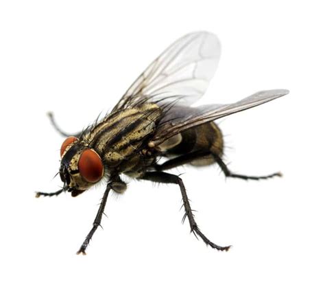 Pest Control Flies On Guard Pest Solutions