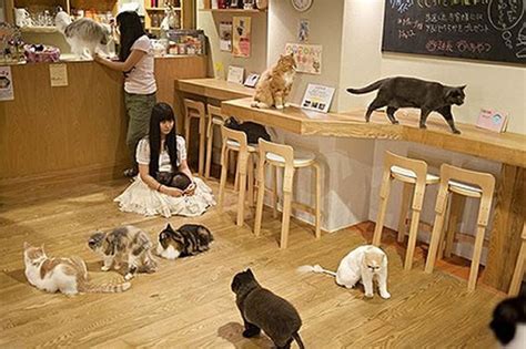 Tokyos Cat Cafes A World On Its Own Tokiotours Your