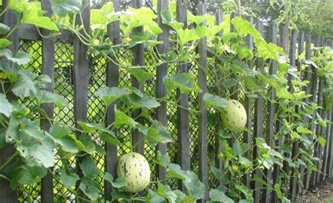 Companion planting chart crop companions incompatible asparagus tomato, parsley, basil. Vertical gardening...honeydew melon! | Secret Garden ...