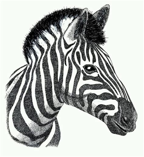Ink Drawing Zebra