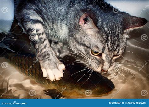 Grey Kitten Hunts Big Fish Little Cat Trying To Catch Carp Prey The