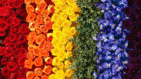 15 Outstanding Rainbow Flower Desktop Wallpaper You Can Save It Without