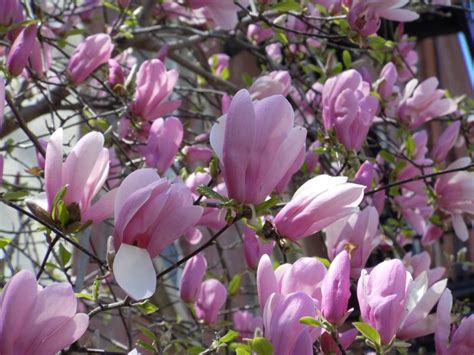 They're also helpful in keeping your surroundings healthy. Jane Magnolia | Jane magnolia, Magnolia trees for sale ...