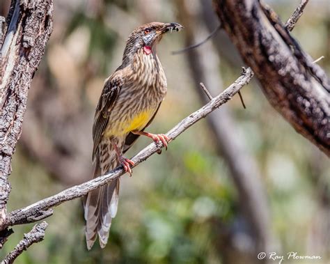 Honeyeater Photo Galleries Ray Plowman