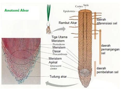 Struktur Morfologi Pada Akar Tumbuhan Dalam Biologi Epicologi