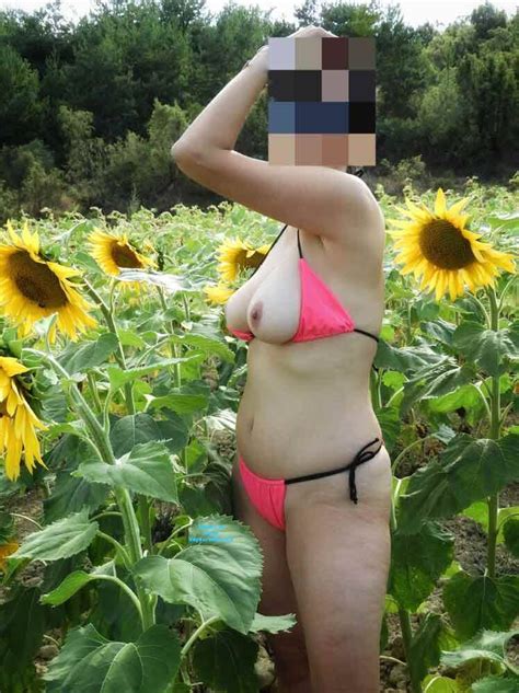 sunflower field september 2022 voyeur web