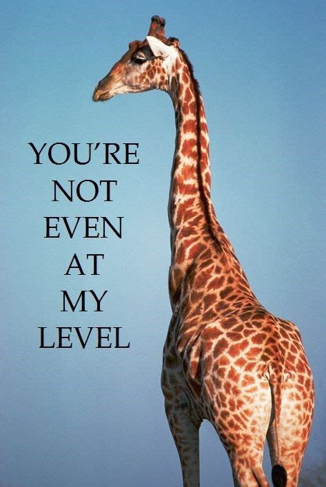 12 Funny Giraffe Memes That Will Make Your Day Giraffe Quotes