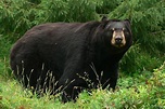 Amerikanischer Schwarzbär (Ursus americanus) - Schöpfung