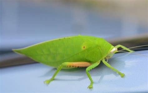 Insects That Look Like Leaves