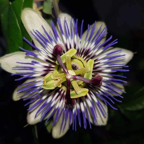 Passiflora Caerulea Blue Passion Flower In Gardentags Plant Encyclopedia