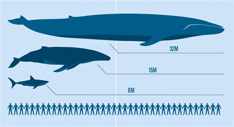 50 Amazing Facts About Blue Whales