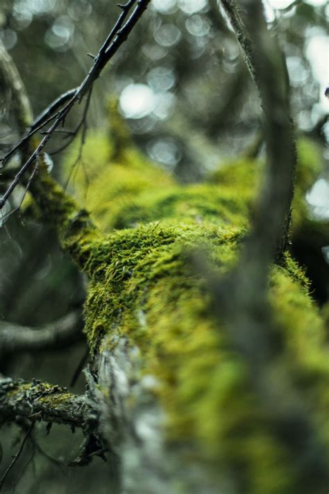 Metsa Poole Dark Green Aesthetic Amazing Nature Lost In The Woods