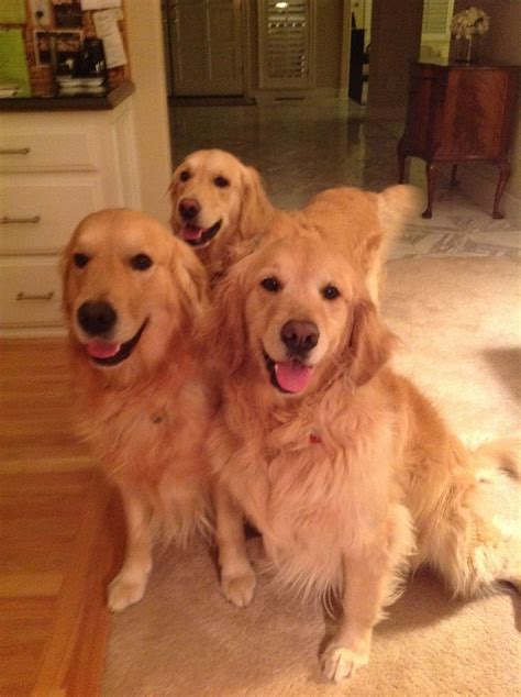 Three Happy Goldens Cute Dogs I Love Dogs Dog Love