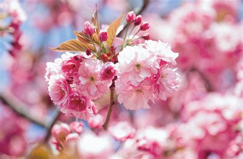 Prunus Kanzan Japanese Flowering Cherry