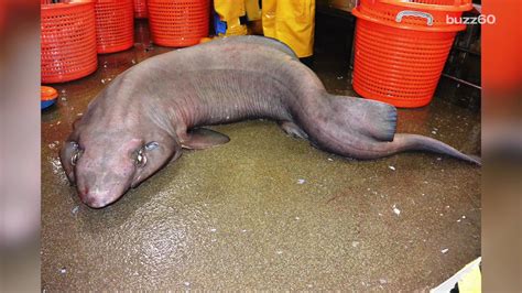 Extremely Rare Shark May Be Weirdest Looking Animal Ever