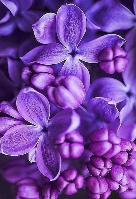 Pin By Purpletova On Gardening Purple Flowers Wallpaper Light Purple