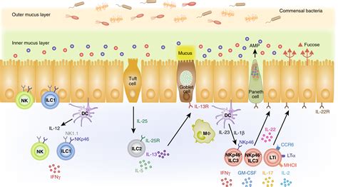 The Role Of Innate Lymphoid Cells In Response To Microbes At Mucosal