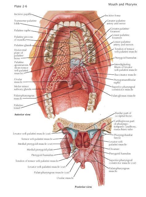 Roof Of Mouth The Roof Of The Mouth Or Palate Forms The Superior And